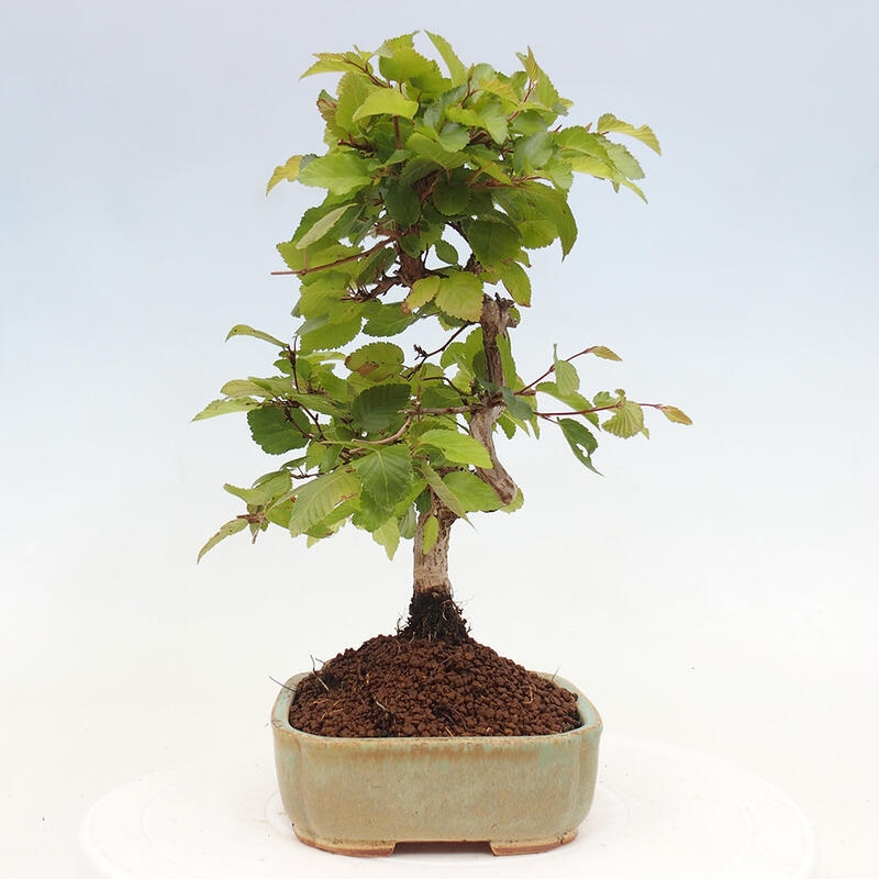 Kültéri bonsai -Carpinus CARPINOIDES - Koreai gyertyánfa