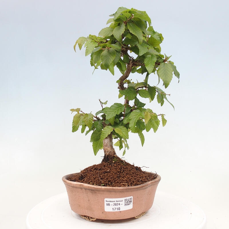 Kültéri bonsai -Carpinus CARPINOIDES - Koreai gyertyánfa
