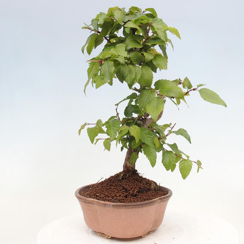 Kültéri bonsai -Carpinus CARPINOIDES - Koreai gyertyánfa