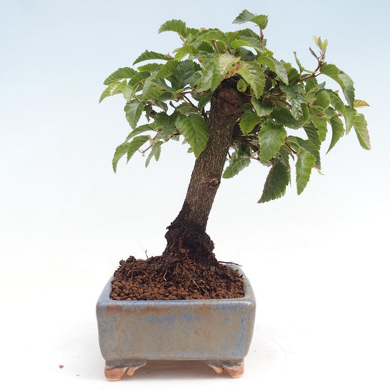 Kültéri bonsai -Carpinus CARPINOIDES - Koreai gyertyánfa