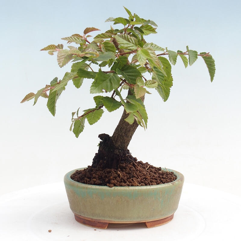 Kültéri bonsai -Carpinus CARPINOIDES - Koreai gyertyánfa