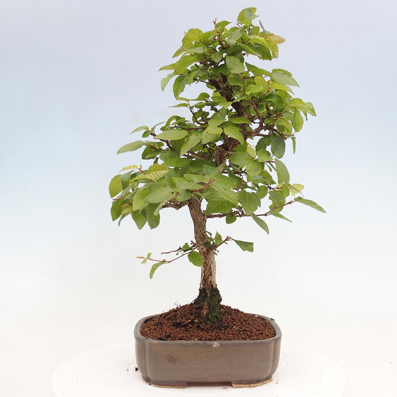 Kültéri bonsai -Carpinus CARPINOIDES - Koreai gyertyánfa