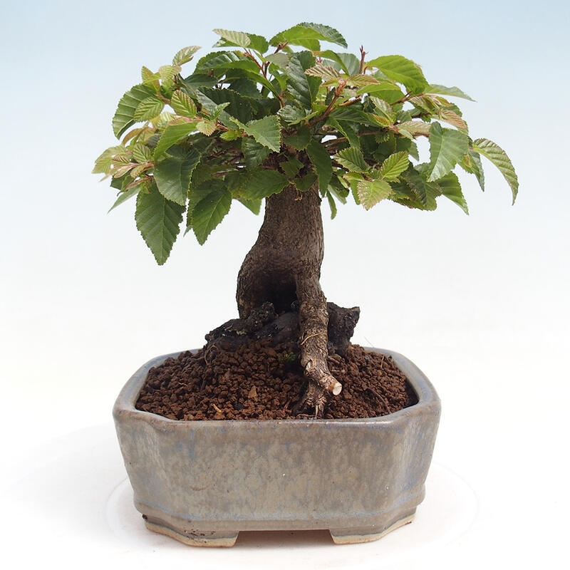 Kültéri bonsai -Carpinus CARPINOIDES - Koreai gyertyánfa