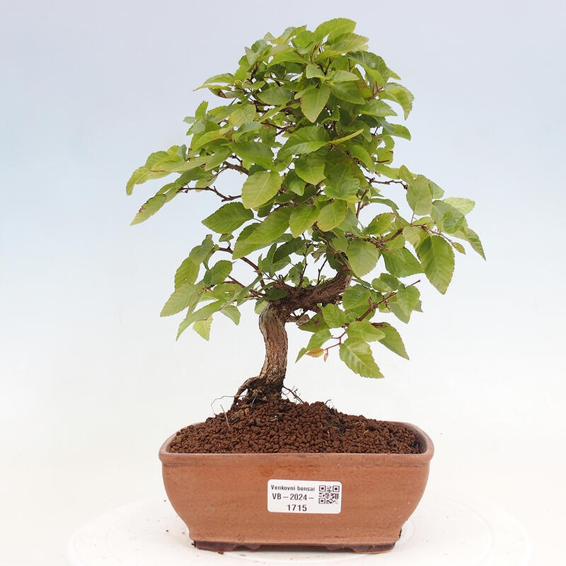 Kültéri bonsai -Carpinus CARPINOIDES - Koreai gyertyánfa