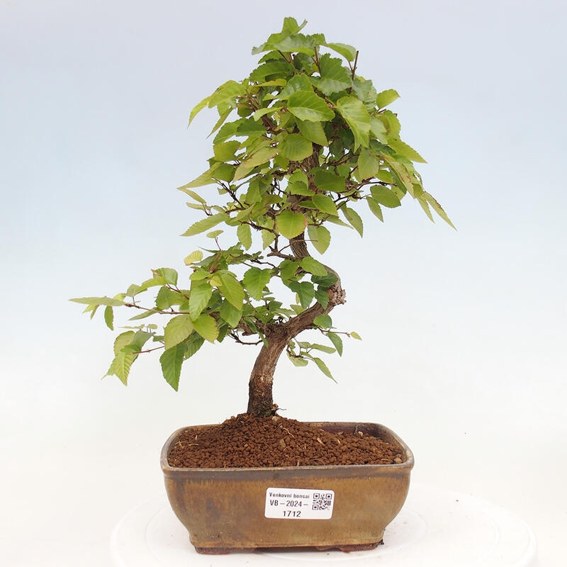 Kültéri bonsai -Carpinus CARPINOIDES - Koreai gyertyánfa