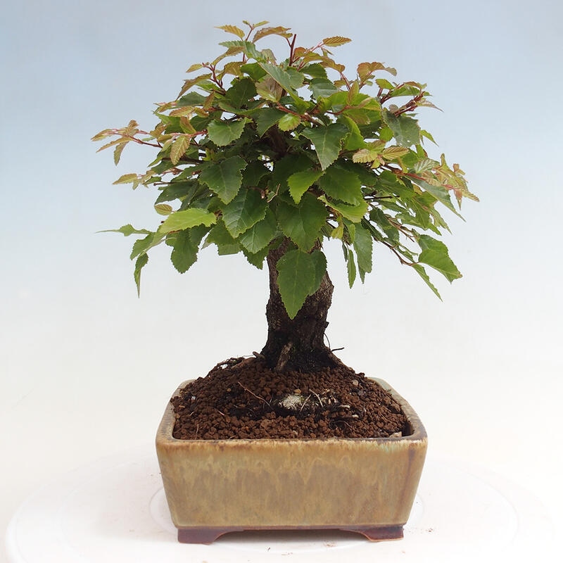 Kültéri bonsai -Carpinus CARPINOIDES - Koreai gyertyánfa