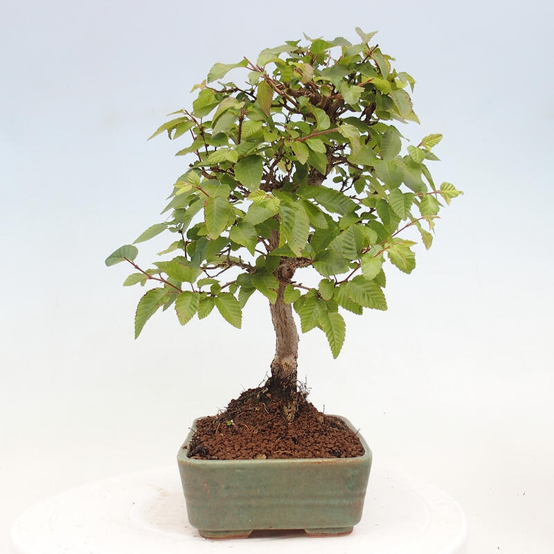 Kültéri bonsai -Carpinus CARPINOIDES - Koreai gyertyánfa