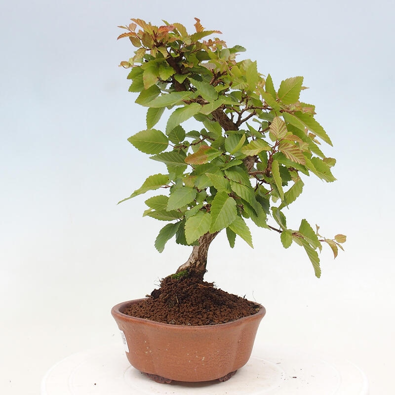 Kültéri bonsai -Carpinus CARPINOIDES - Koreai gyertyánfa