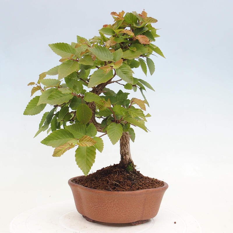 Kültéri bonsai -Carpinus CARPINOIDES - Koreai gyertyánfa