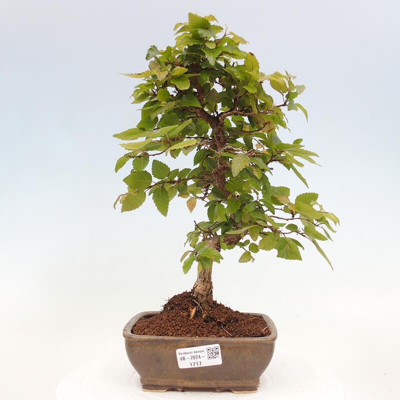Kültéri bonsai -Carpinus CARPINOIDES - Koreai gyertyánfa