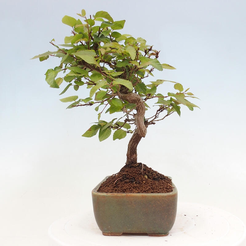 Kültéri bonsai -Carpinus CARPINOIDES - Koreai gyertyánfa