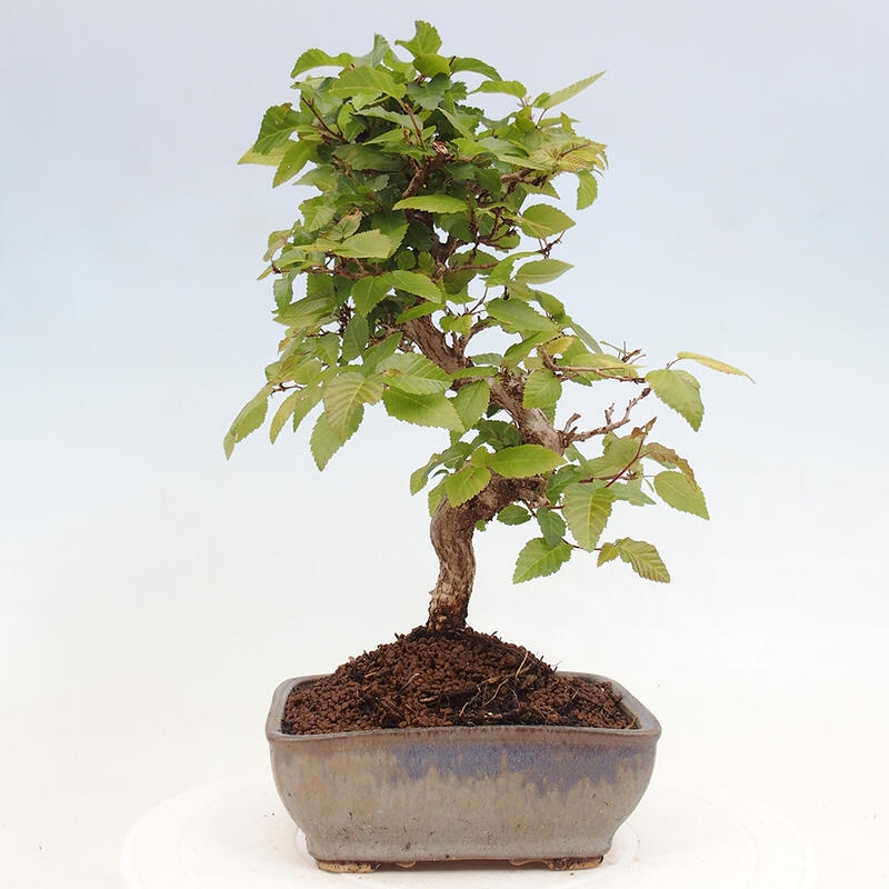 Kültéri bonsai -Carpinus CARPINOIDES - Koreai gyertyánfa