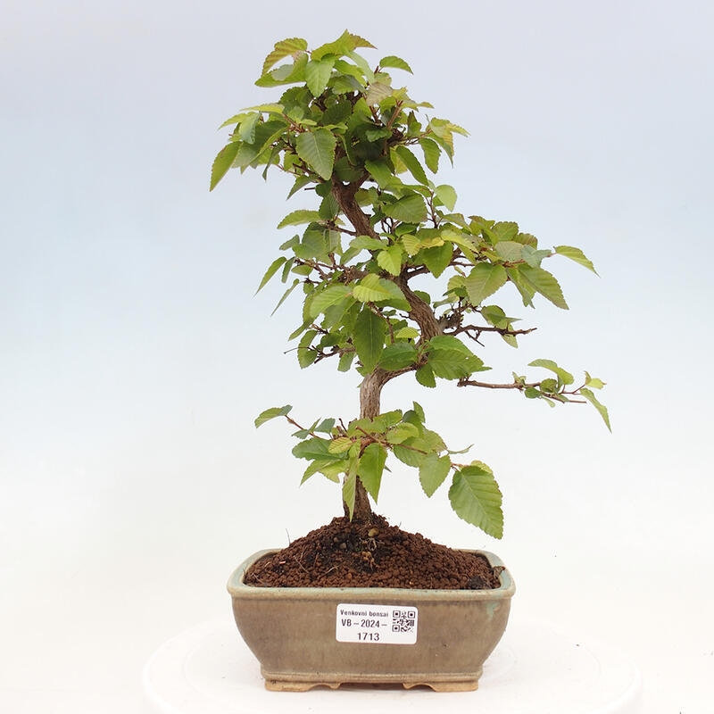Kültéri bonsai -Carpinus CARPINOIDES - Koreai gyertyánfa
