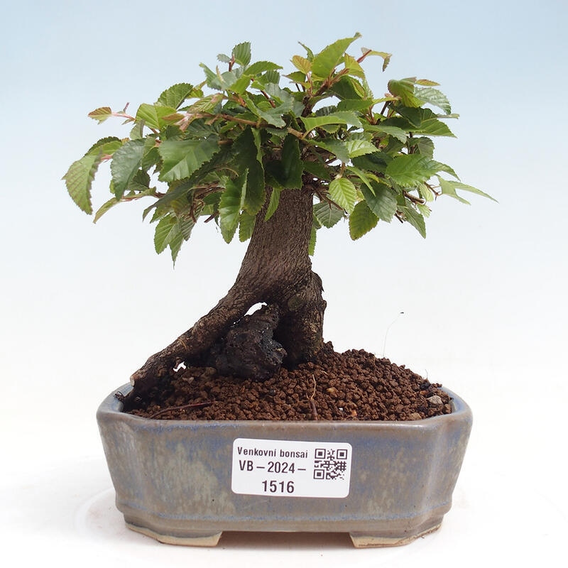 Kültéri bonsai -Carpinus CARPINOIDES - Koreai gyertyánfa