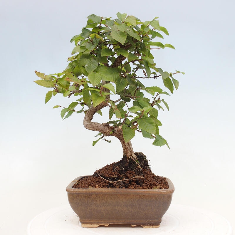 Kültéri bonsai -Carpinus CARPINOIDES - Koreai gyertyánfa