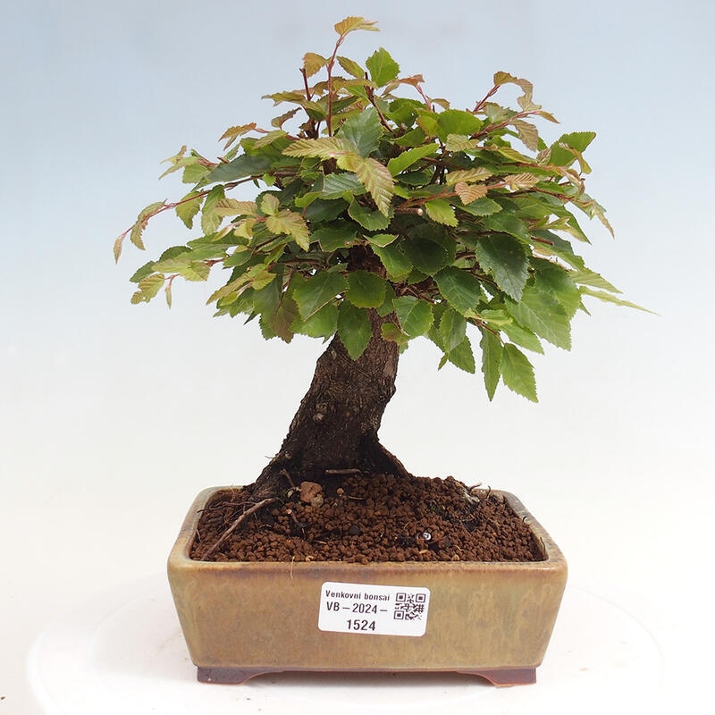 Kültéri bonsai -Carpinus CARPINOIDES - Koreai gyertyánfa