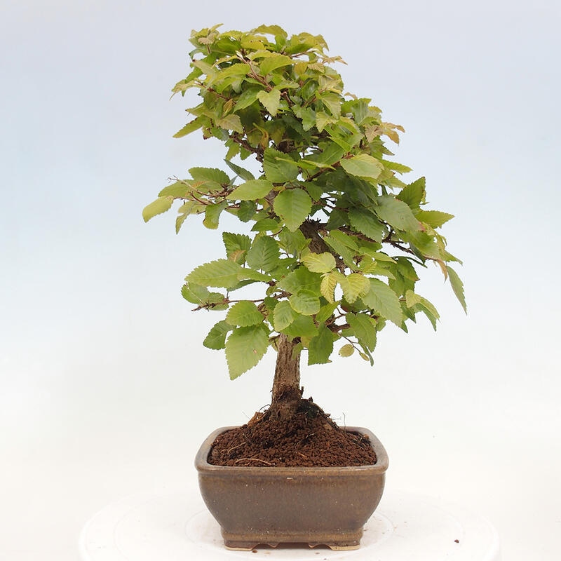 Kültéri bonsai -Carpinus CARPINOIDES - Koreai gyertyánfa