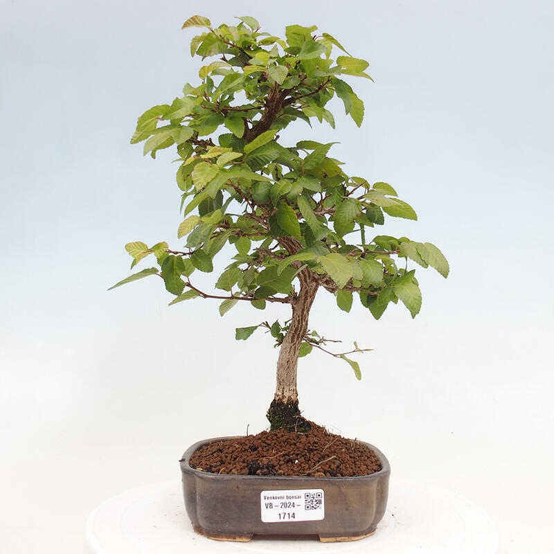 Kültéri bonsai -Carpinus CARPINOIDES - Koreai gyertyánfa