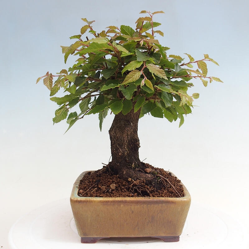 Kültéri bonsai -Carpinus CARPINOIDES - Koreai gyertyánfa