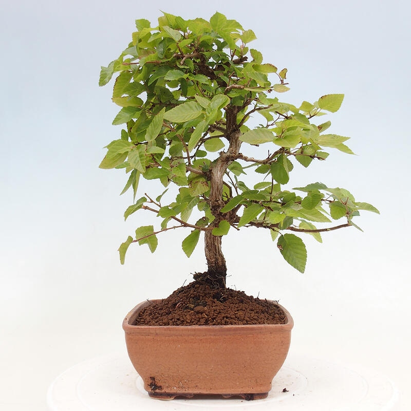 Kültéri bonsai -Carpinus CARPINOIDES - Koreai gyertyánfa