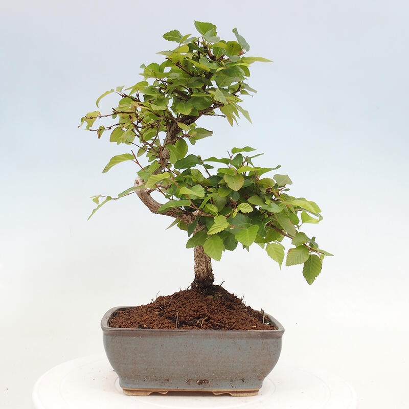 Kültéri bonsai -Carpinus CARPINOIDES - Koreai gyertyánfa