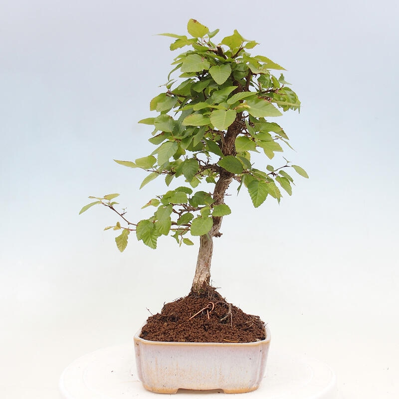 Kültéri bonsai -Carpinus CARPINOIDES - Koreai gyertyánfa