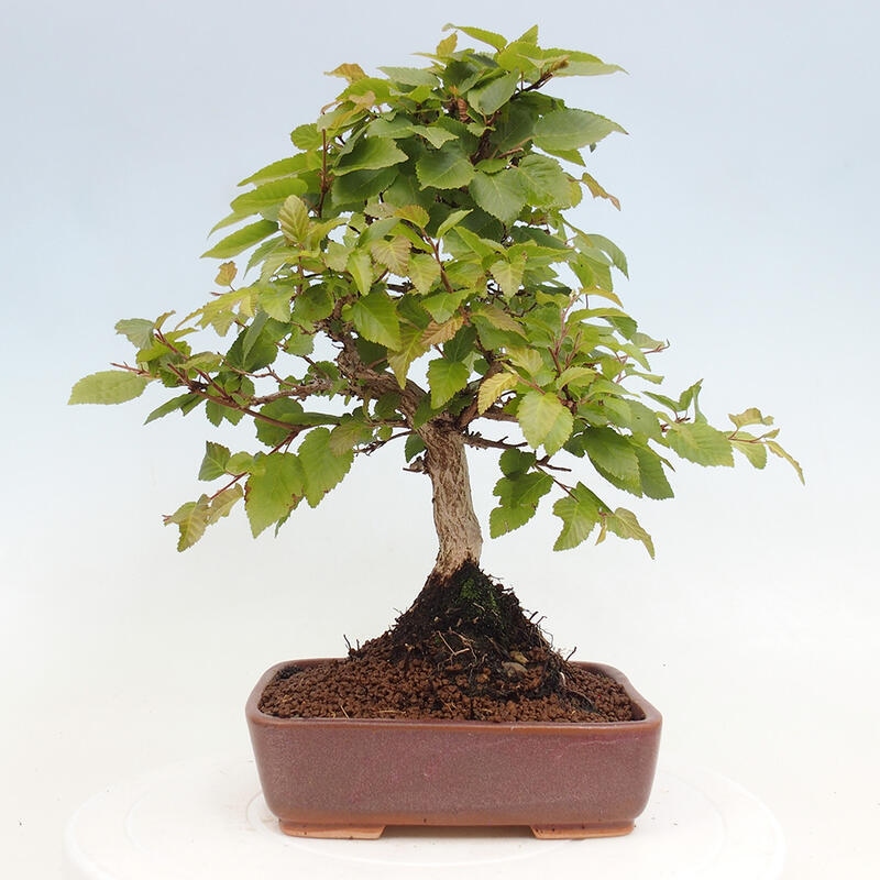 Kültéri bonsai -Carpinus CARPINOIDES - Koreai gyertyánfa