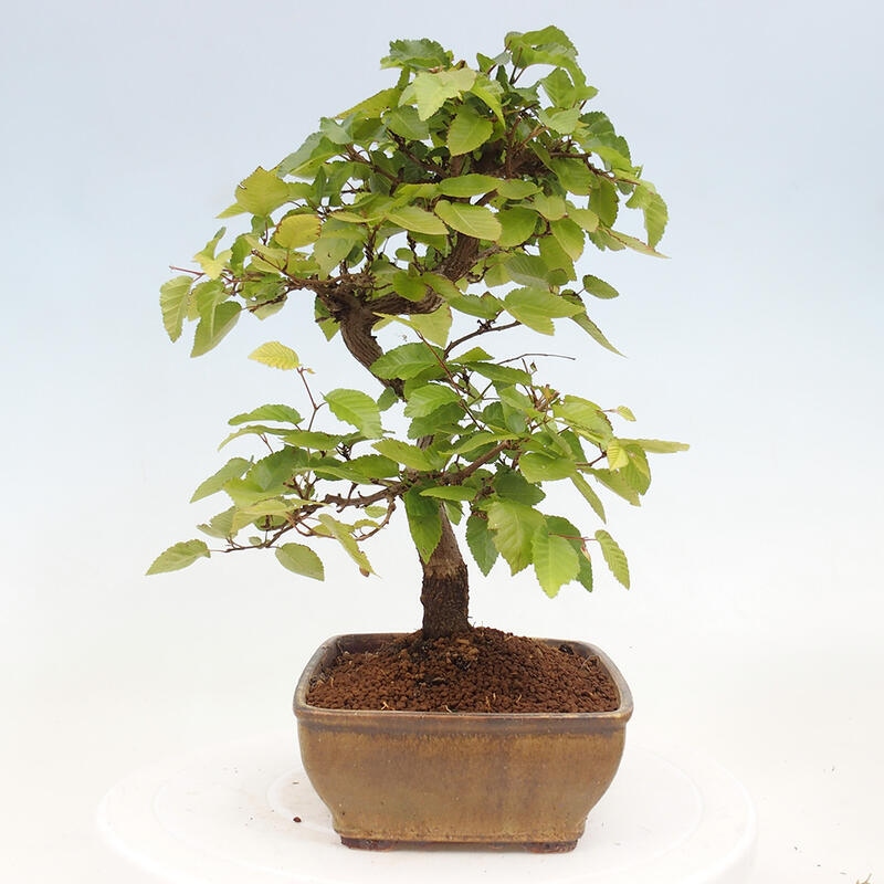 Kültéri bonsai -Carpinus CARPINOIDES - Koreai gyertyánfa