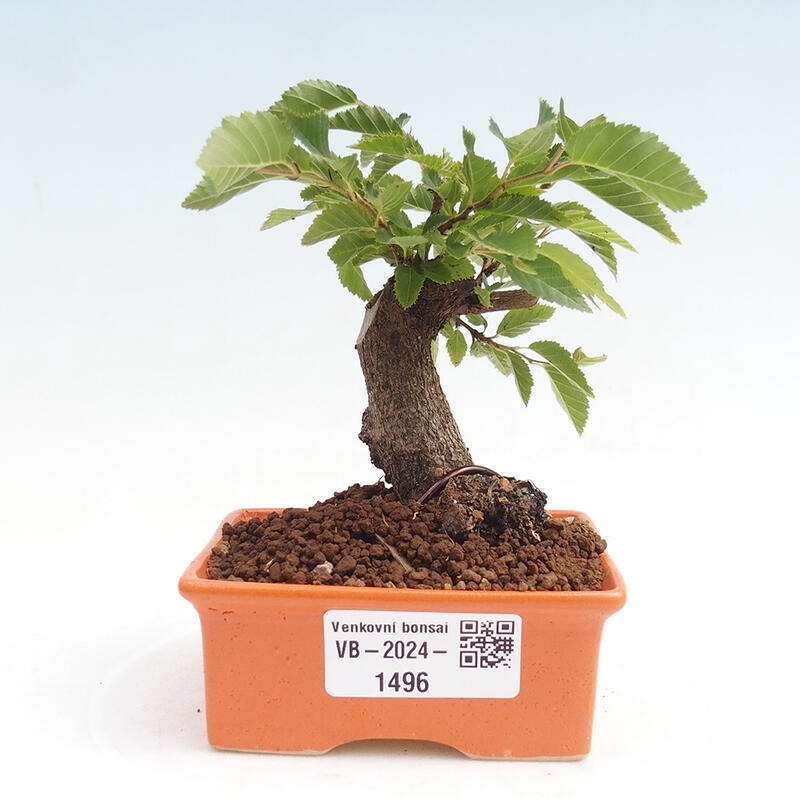 Kültéri bonsai -Carpinus CARPINOIDES - Koreai gyertyánfa