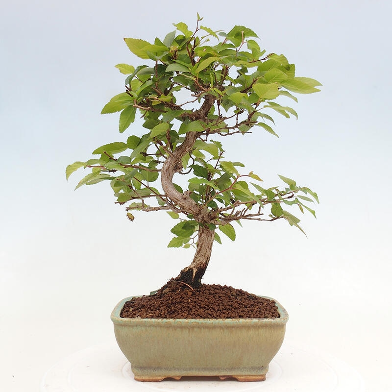 Kültéri bonsai -Carpinus CARPINOIDES - Koreai gyertyánfa