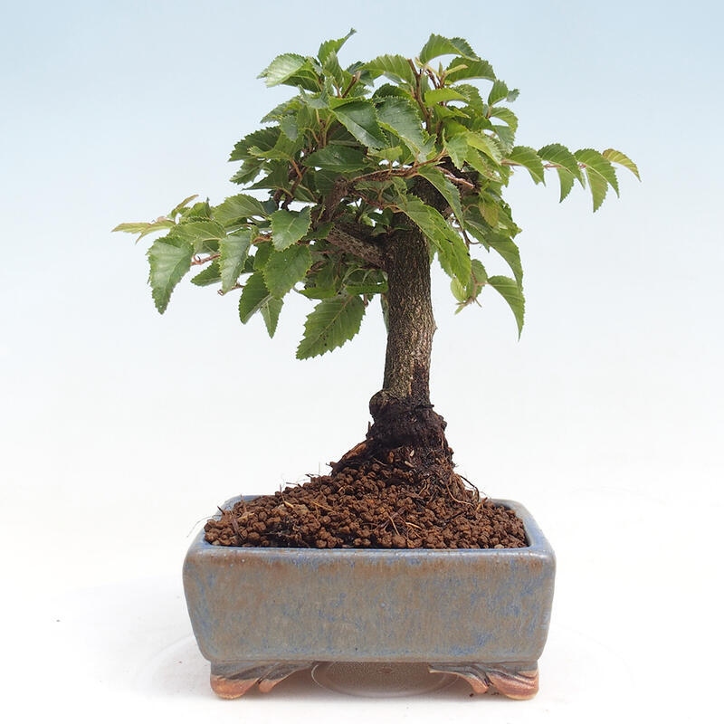 Kültéri bonsai -Carpinus CARPINOIDES - Koreai gyertyánfa