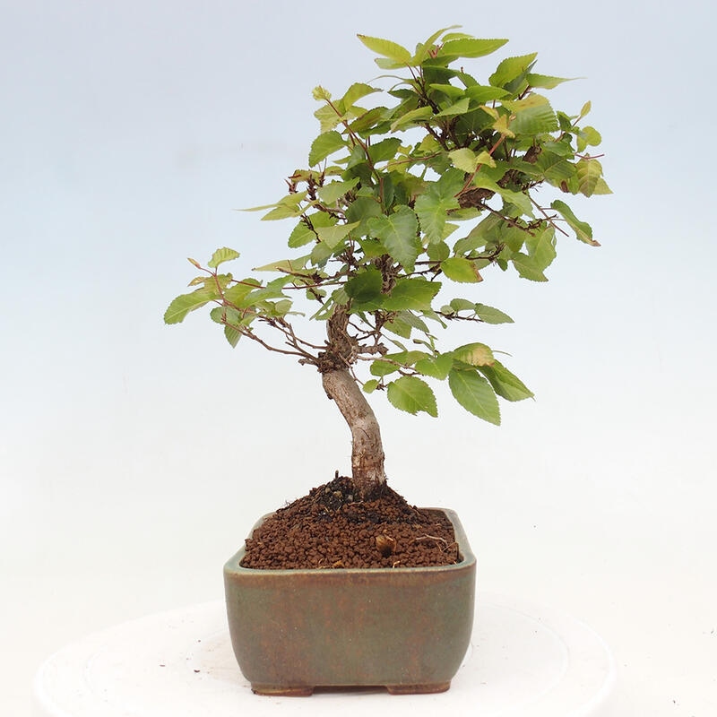 Kültéri bonsai -Carpinus CARPINOIDES - Koreai gyertyánfa