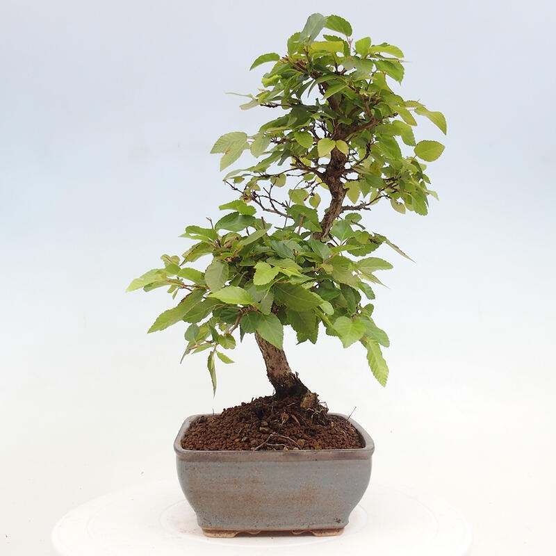 Kültéri bonsai -Carpinus CARPINOIDES - Koreai gyertyánfa