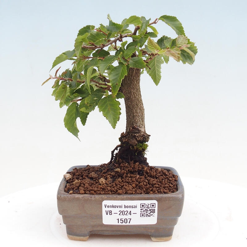 Kültéri bonsai -Carpinus CARPINOIDES - Koreai gyertyánfa