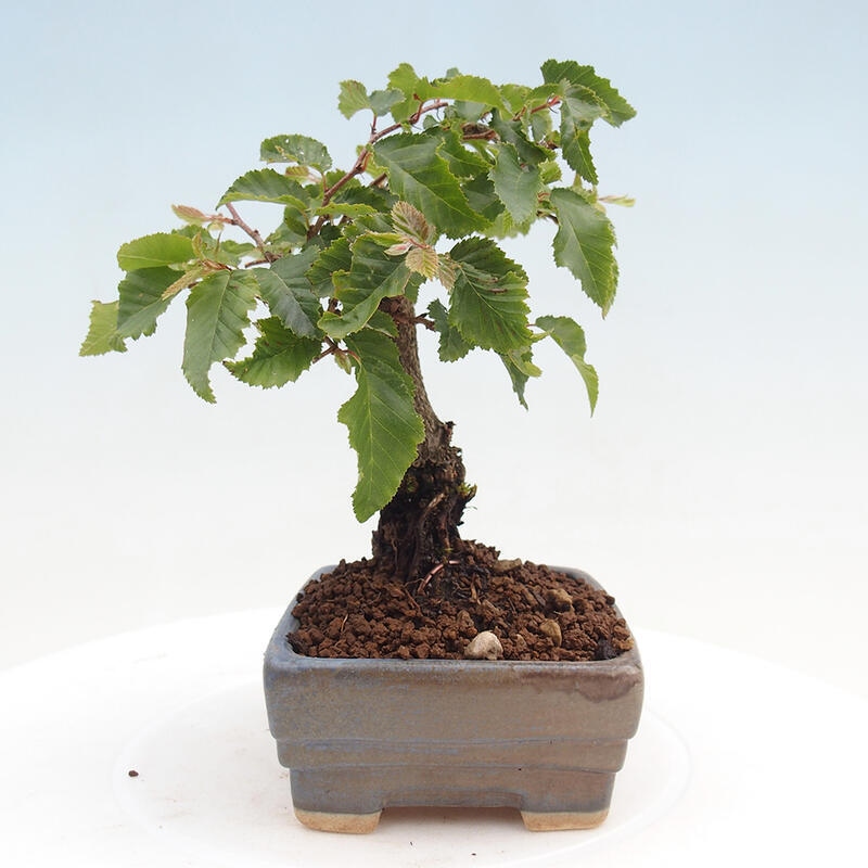 Kültéri bonsai -Carpinus CARPINOIDES - Koreai gyertyánfa