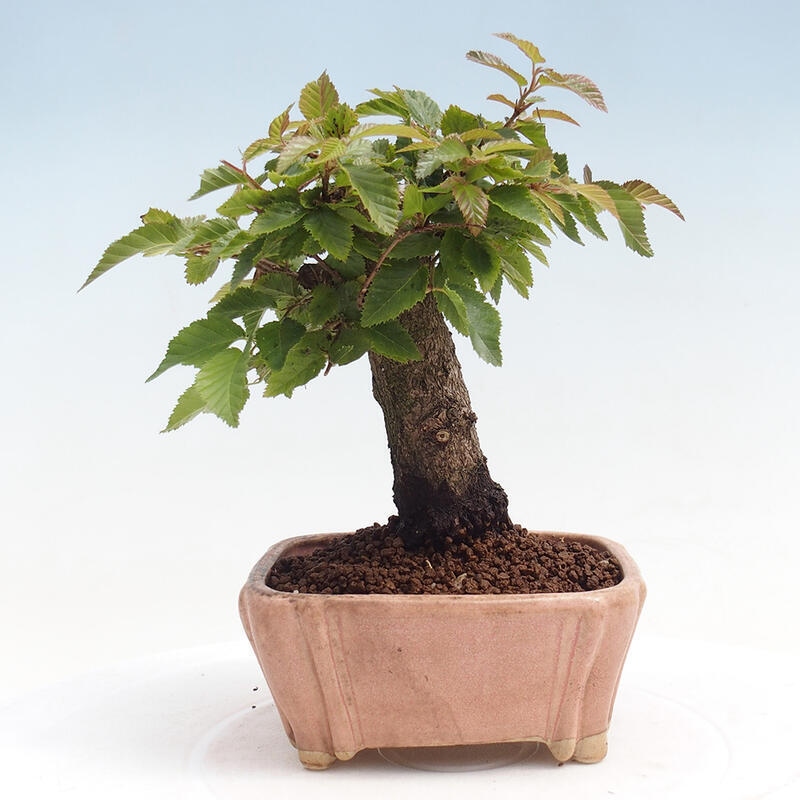 Kültéri bonsai -Carpinus CARPINOIDES - Koreai gyertyánfa