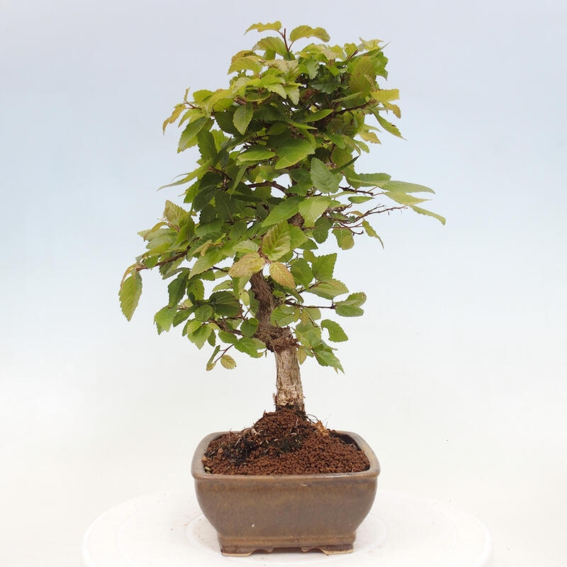 Kültéri bonsai -Carpinus CARPINOIDES - Koreai gyertyánfa