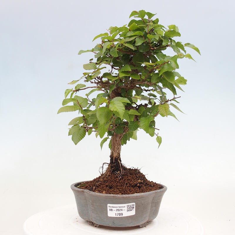 Kültéri bonsai -Carpinus CARPINOIDES - Koreai gyertyánfa