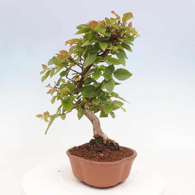 Kültéri bonsai -Carpinus CARPINOIDES - Koreai gyertyánfa