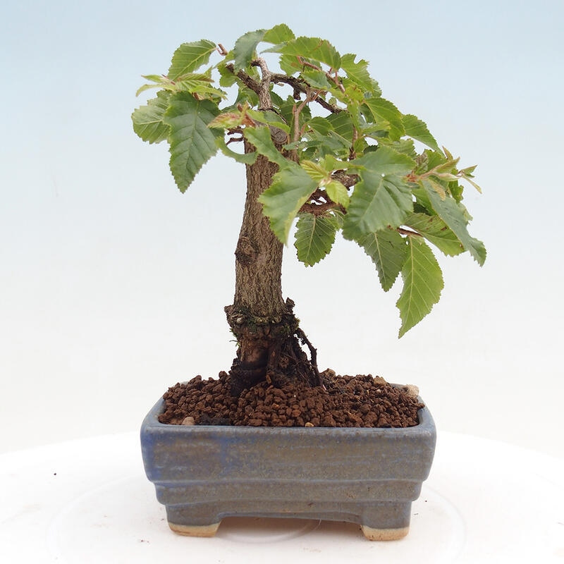 Kültéri bonsai -Carpinus CARPINOIDES - Koreai gyertyánfa