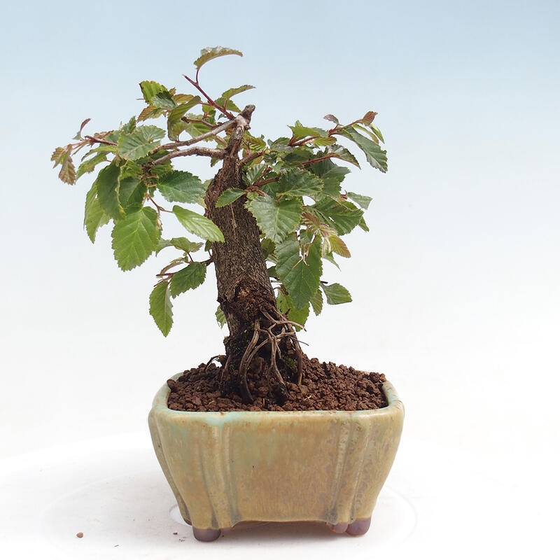 Kültéri bonsai -Carpinus CARPINOIDES - Koreai gyertyánfa