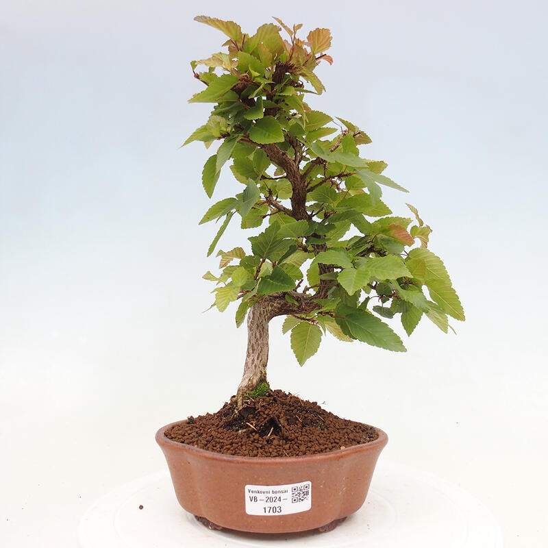 Kültéri bonsai -Carpinus CARPINOIDES - Koreai gyertyánfa