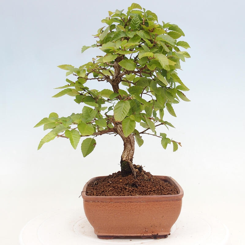 Kültéri bonsai -Carpinus CARPINOIDES - Koreai gyertyánfa