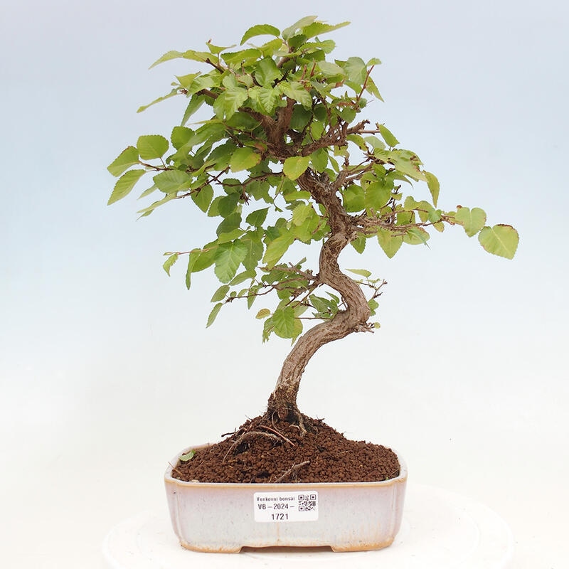 Kültéri bonsai -Carpinus CARPINOIDES - Koreai gyertyánfa