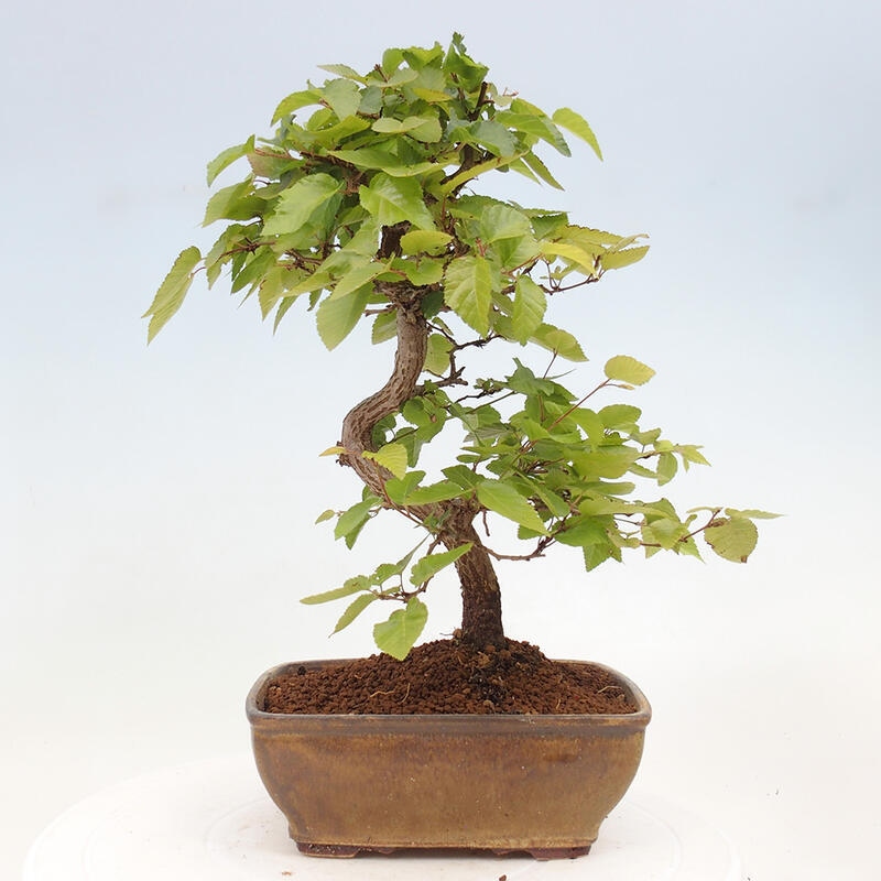 Kültéri bonsai -Carpinus CARPINOIDES - Koreai gyertyánfa