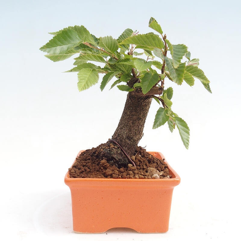 Kültéri bonsai -Carpinus CARPINOIDES - Koreai gyertyánfa