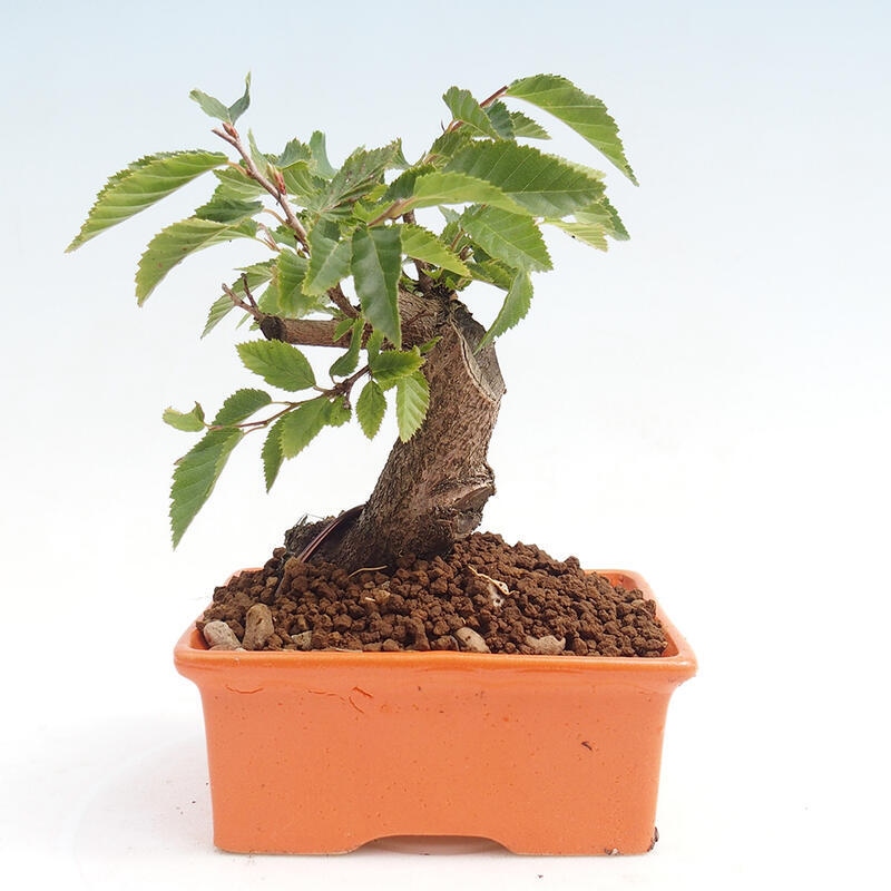 Kültéri bonsai -Carpinus CARPINOIDES - Koreai gyertyánfa