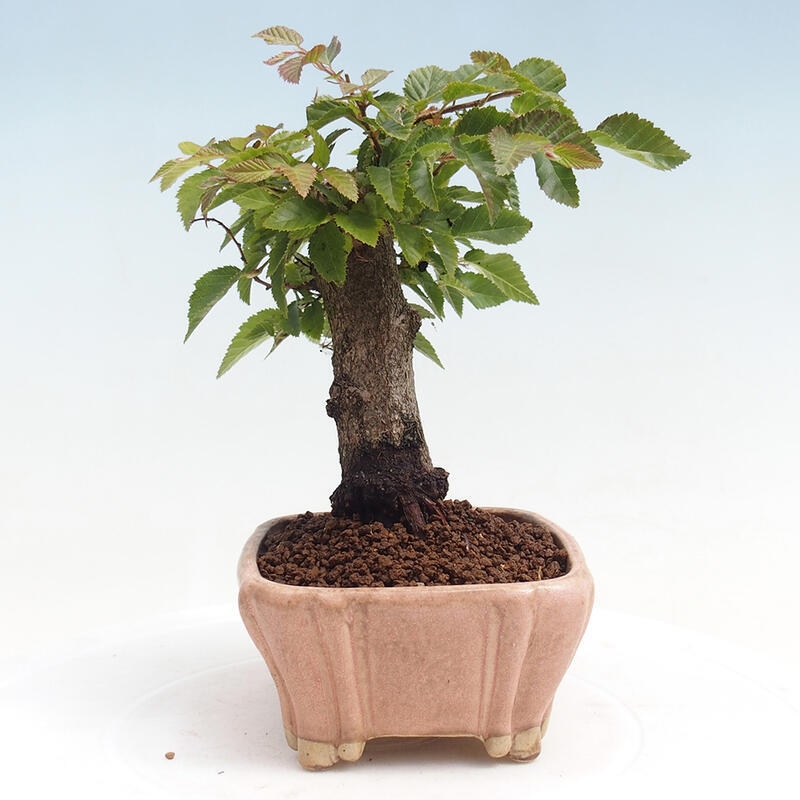 Kültéri bonsai -Carpinus CARPINOIDES - Koreai gyertyánfa