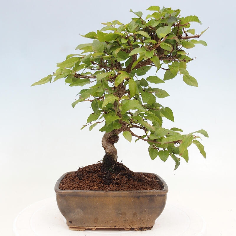Kültéri bonsai -Carpinus CARPINOIDES - Koreai gyertyánfa