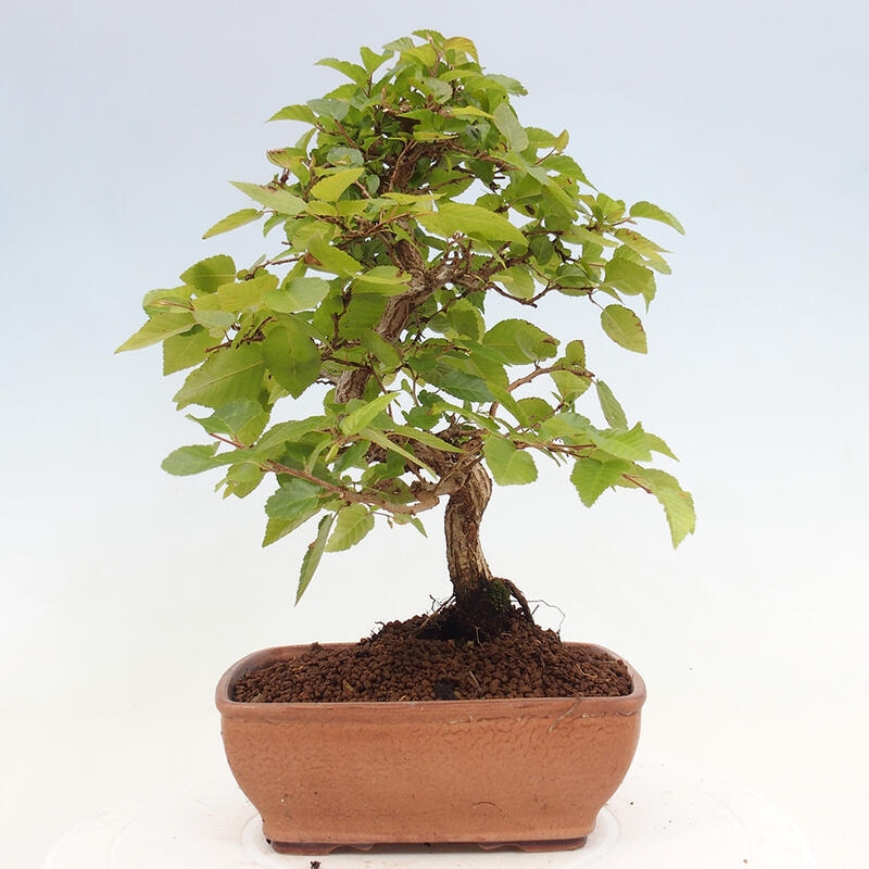 Kültéri bonsai -Carpinus CARPINOIDES - Koreai gyertyánfa
